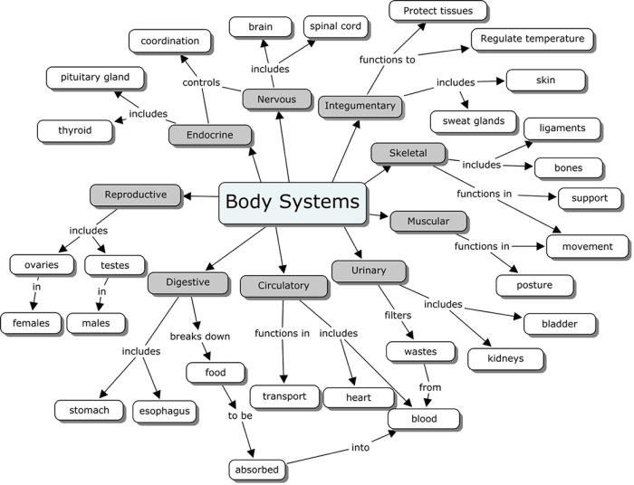 Body systems graphic organizer answer key