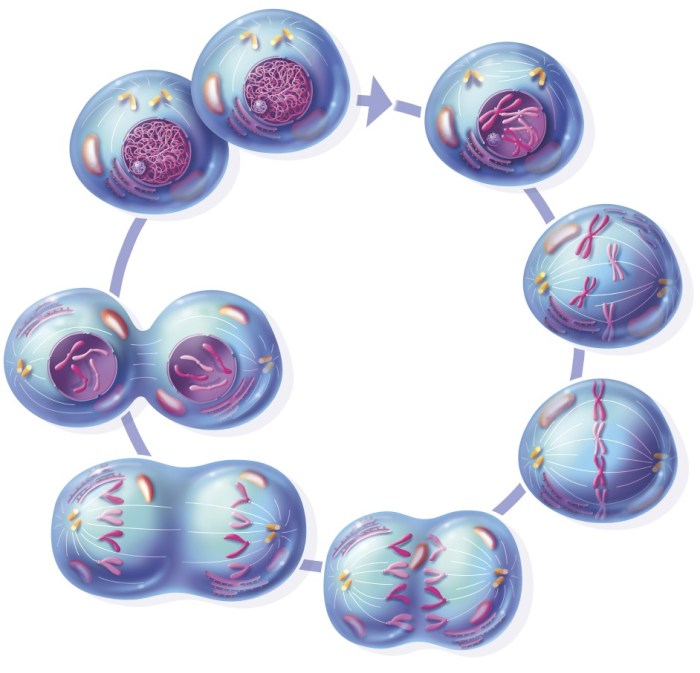 Mitosis stages diagram cell cycle division different showing byjus phases prophase telophase biology metaphase anaphase definition