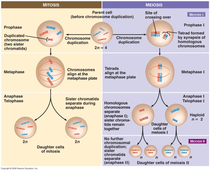 Mitosis metaphase cell chromosomes during division chromosome animal meiosis genetic process genome gov 1850 timeline 1882 nursing describes isogg flemming