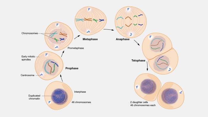 Mitosis prophase cell division biology interphase anaphase metaphase phases two cycle cells telophase chromosomes cytokinesis during order daughter each know