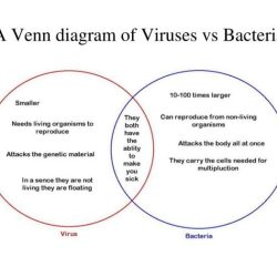 Venn pneumonia bacteria diagnosis viruses emcrit onset