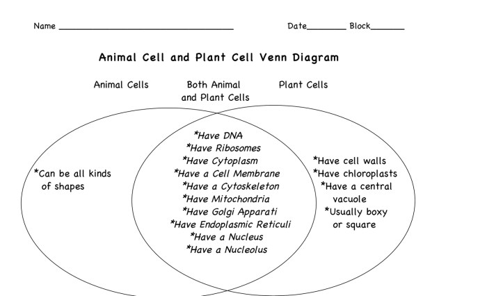 Venn diagram vs virus comparing prokaryotic cell eukaryotic contrasting christian guide schematic nocleansinging