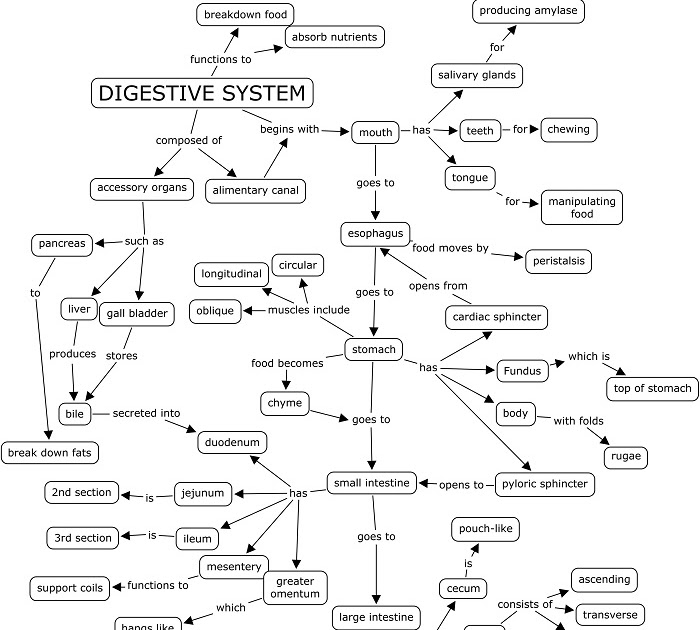 Body systems graphic organizer answer key