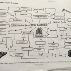 Body systems graphic organizer answer key