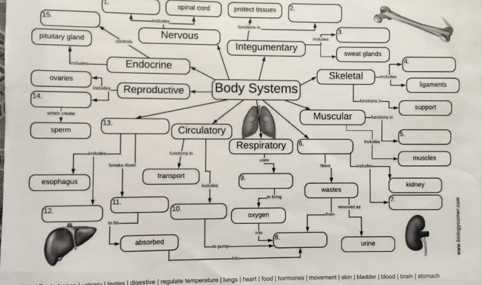 Body systems graphic organizer answer key