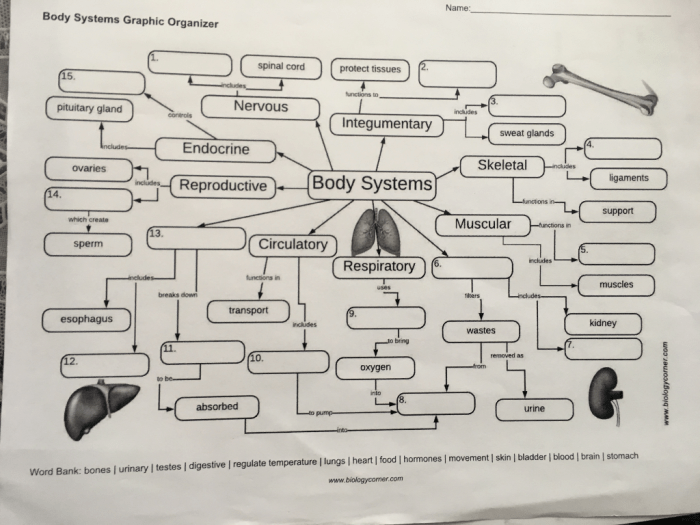 Body systems graphic organizer answer key