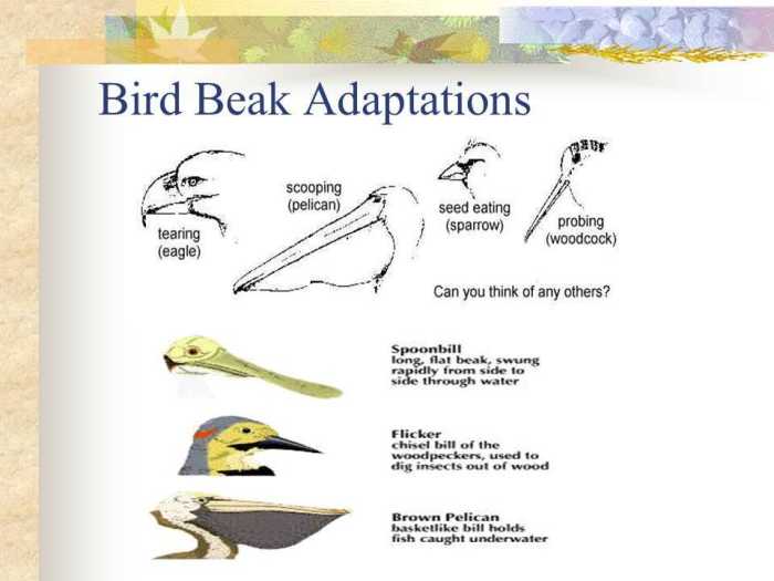 Rainfall bird beaks gizmo answer key pdf