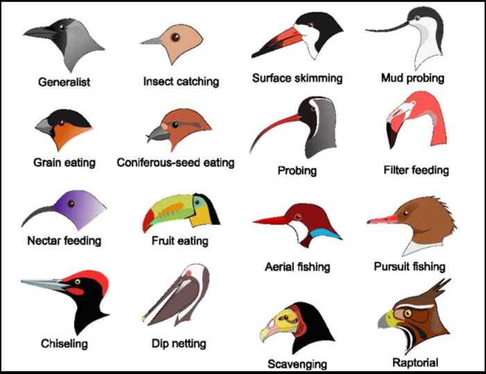 Rainfall bird beaks gizmo answer key pdf