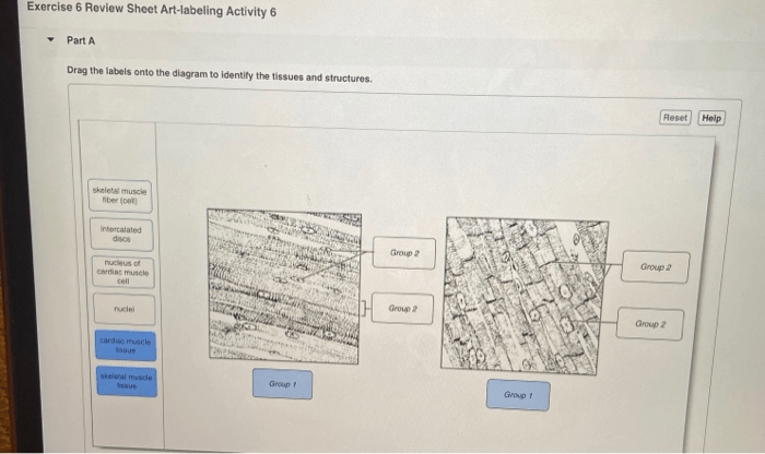 Exercise 6 review sheet art-labeling activity 2