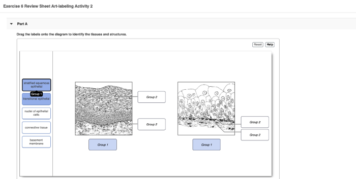 Exercise 6 review sheet art-labeling activity 2